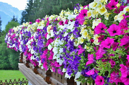 Baskets Of Hanging Petunia Flowers