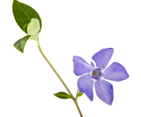 Fototapeta na wymiar spring lilac-purple flower periwinkle