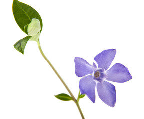 spring lilac-purple flower periwinkle