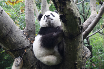 Baby Panda on the Tree