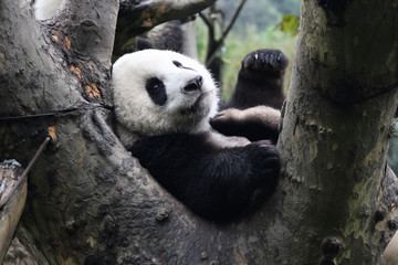 Obraz premium Mała Panda na drzewie