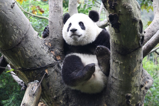 Baby Panda on the Tree