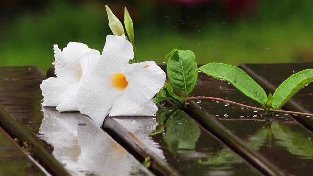 Flor branca na chuva.