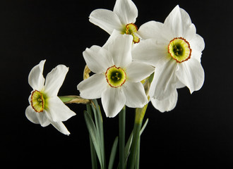 spring flowers daffodils