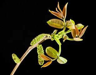 walnut branch with leaves