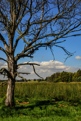 Fototapeta na wymiar Big dry tree, Colombia