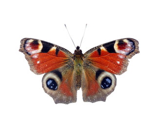 Obraz premium butterfly on white background