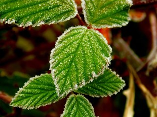 Frost on leaf during winter
