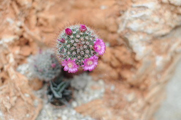 a small cactus with flowers