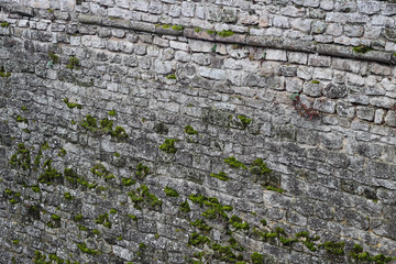 Texture of old stone wall covered green moss