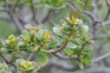 a green succulent plant