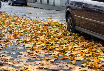 Rutschgefahr durch feuchtes Herbstlaub.