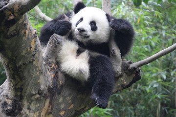 Fototapeta premium Happy Panda on the Tree