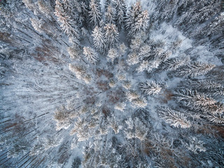 Snowy winter forest with a bird's eye view