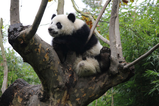 Panda on the Tree
