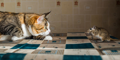 Cat playing with little gerbil mouse on the table  serving cutlery. Concepts of prey, food, pest © Northern life