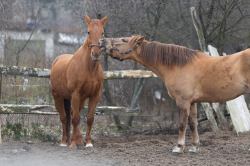 horses playing with each other on a farmstead