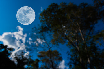 full moon and silhouette tree with clear sky .