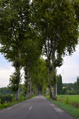 Fototapeta na wymiar Street in Dordogne with tall trees