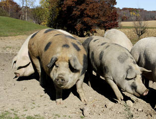 Fototapeta premium Farm pigs in the hog pen