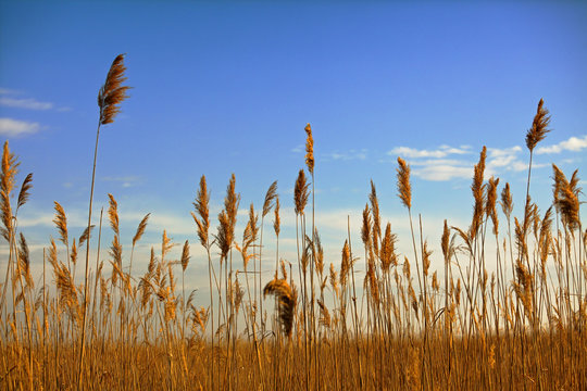 Schilf und blauer Himmel
