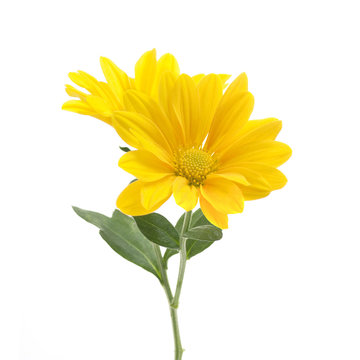 Fototapeta yellow flowers of chrysanthemum on a white background