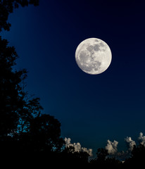 Obraz na płótnie Canvas full moon and silhouette tree
