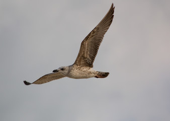 Seagull on flight