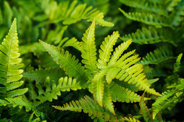 Polystichum setiferum Herrenhausen