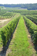 Fototapeta na wymiar Vineyards near Bordeaux