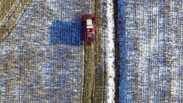 4K. Combine Harvester is working in the corn field after the First Snow!!! Harvester is cutting ripe dry corn. The first snow fell in early winter. Aerial top view.