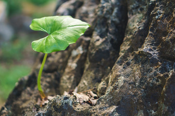 Early lotus plants again the rock