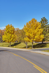 Obraz premium Picture of autumn trees along a road