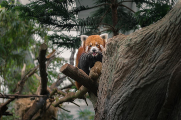Portrait of a Red Panda at Singapore Zoo