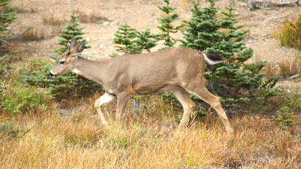 Hurricane Ridge, Olympic National Park, WASHINGTON USA - October 2014: A blacktail deer stops to admire the view of the mountains and eating gras.