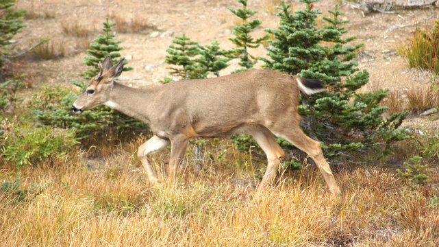 Hurricane Ridge, Olympic National Park, WASHINGTON USA - October 2014: A blacktail deer stops to admire the view of the mountains and eating gras.
