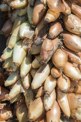 Bunch of onion hanging on the marketplace