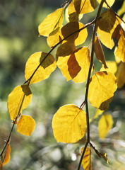 Obraz premium Herbstlaub in der Eifel