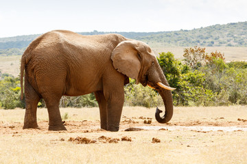Fototapeta na wymiar African Bush Elephant Drinking some Water