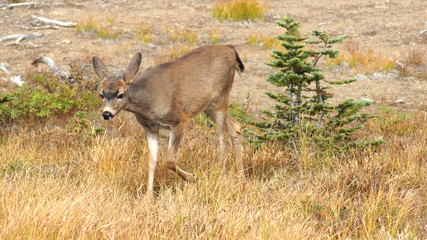 Hurricane Ridge, Olympic National Park, WASHINGTON USA - October 2014: A blacktail deer stops to admire the view of the mountains and eating gras.