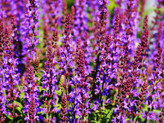 Woodland sage, Balcan clary (Salvia nemorosa) 