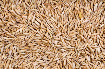oats background macro