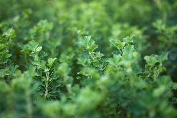 close-up of green plants