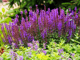 Woodland sage, Balcan clary (Salvia nemorosa) 