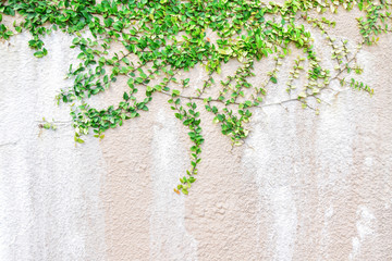 Green Creeper Plant on a Wall for home design nature background