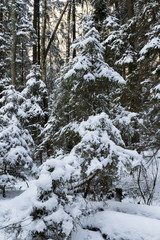 Winter forest, the trees covered with snow in the winter wood