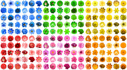 Mega pack of 180 in 1 natural and surreal blue, orange, red, pink, green and yellow flowers isolated on white