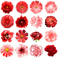 Mix collage of natural and surreal red flowers 16 in 1: peony, dahlia, primula, aster, daisy, rose, gerbera, clove, chrysanthemum, cornflower, flax, pelargonium isolated on white