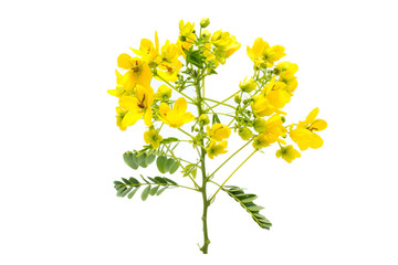 Glaucous Cassia flower on white background