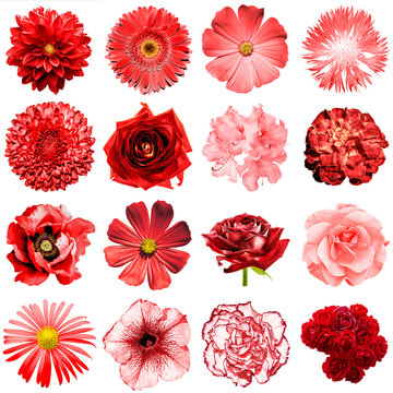 Fototapeta Mix collage of natural and surreal red flowers 16 in 1: peony, dahlia, primula, aster, daisy, rose, gerbera, clove, chrysanthemum, cornflower, flax, pelargonium isolated on white